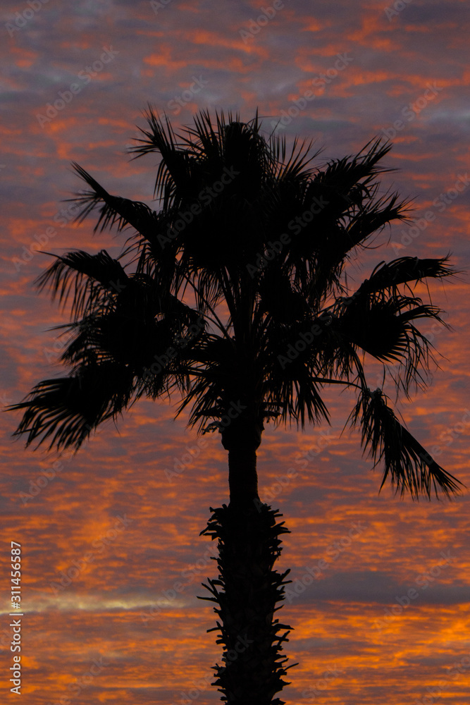 Silhouetted Palm Tree At Sunset Sunrise With Clouds - 10281