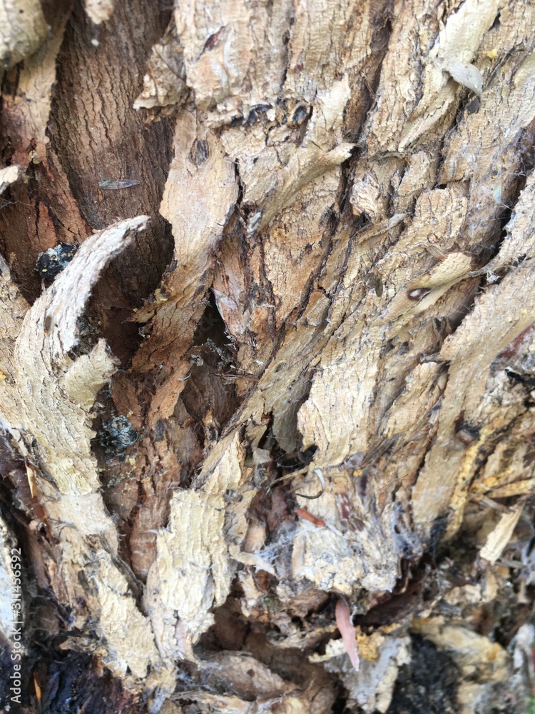 TEXTURAS Y CORTEZAS DE MADERA Y ARBOLES TEXTURAS Y CORTEZAS DE MADERA Y ARBOLES
