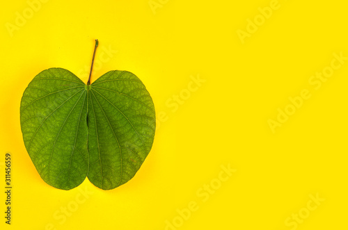 Indian Festival Dussehra, showing golden leaf (Piliostigma racemosum) on yellow background. Piliostigma racemosum. Greeting card. photo