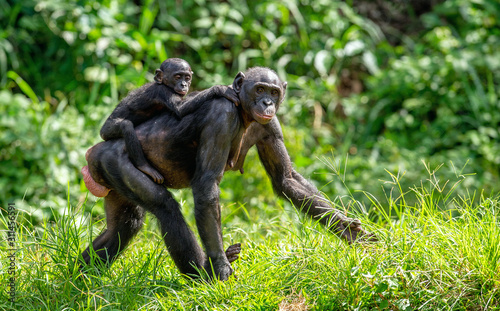 Bonobo Cub on the mother s back. Green natural background. The Bonobo   called the pygmy chimpanzee. Scientific name  Pan paniscus. Congo. Africa