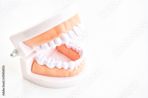 denture model isolated on white background