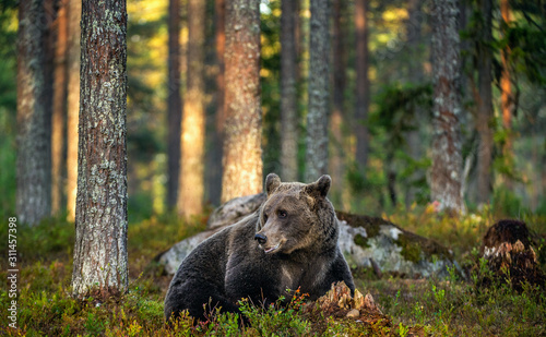 A brown bear in summer forest at sunset light. Scientific name  Ursus arctos. Natural habitat.