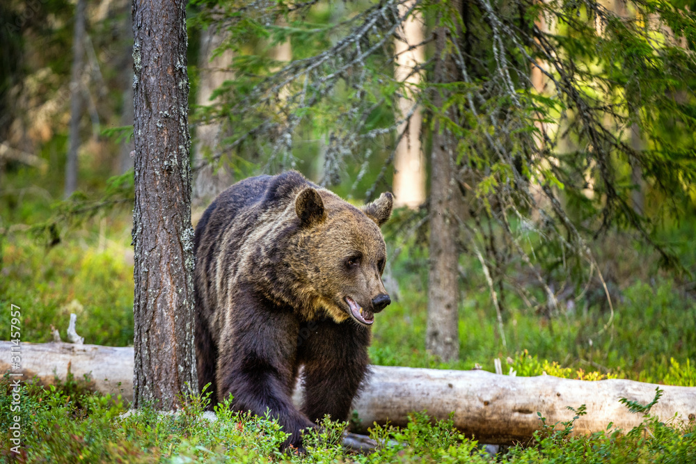 Fototapeta premium A brown bear in summer forest at sunset light. Scientific name: Ursus arctos. Natural habitat.