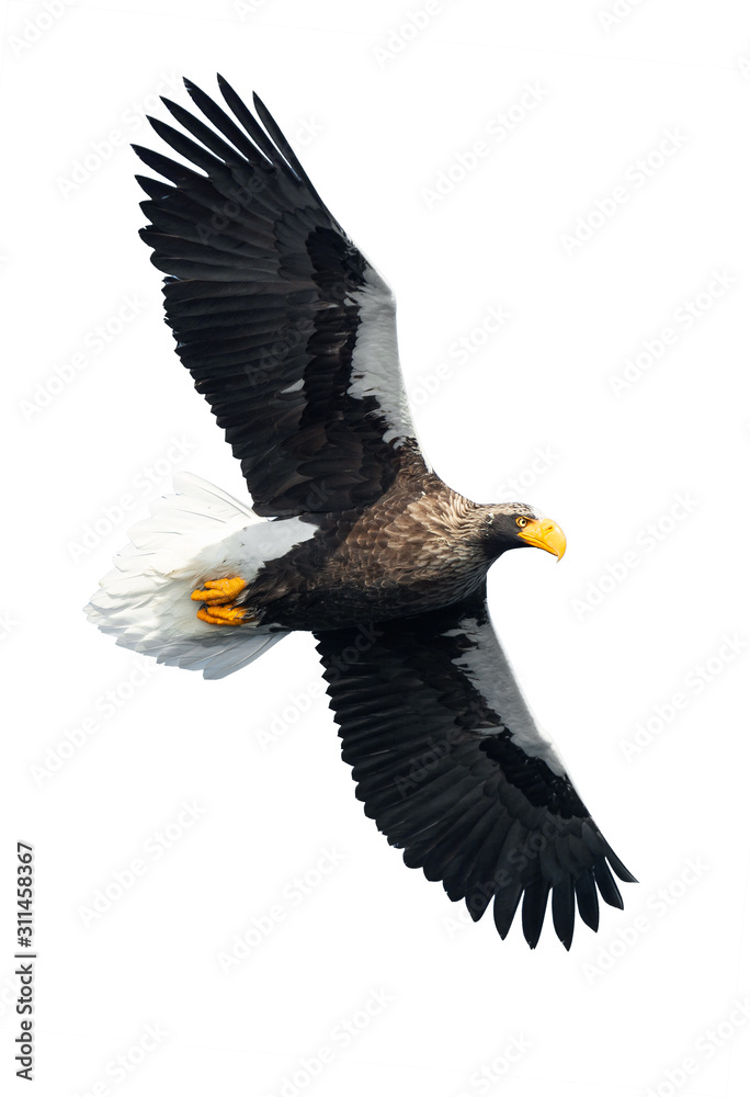 Obraz premium Adult Steller's sea eaglein flight spread his wings. Scientific name: Haliaeetus pelagicus. Isolated on white background.