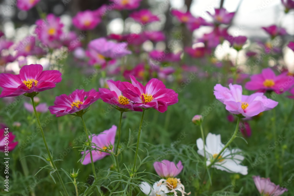 colorful cosmos flowers in the garden