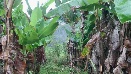 Going through a banana plantation in the mountains photo