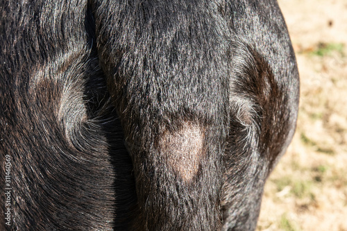 Alopecia on the tail of a black dog