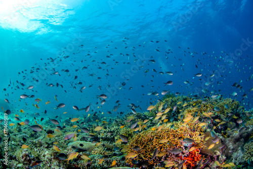 Fototapeta Naklejka Na Ścianę i Meble -  coral fish