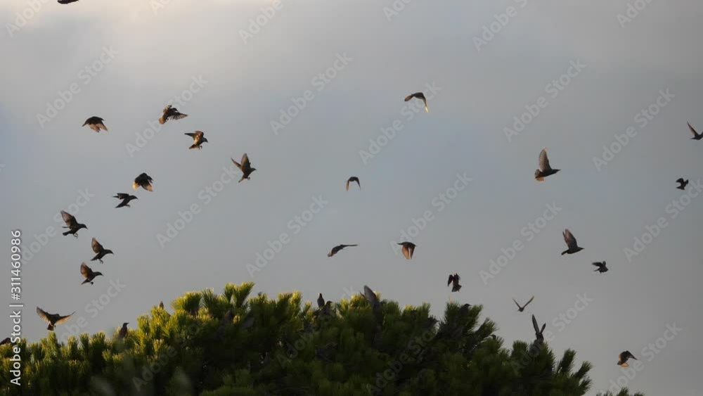 Flock of birds, Starlings (Sturnus vulgaris) surrounding their sleeping tree. Flock of birds, Starlings (Sturnus vulgaris) surrounding their sleeping tree.