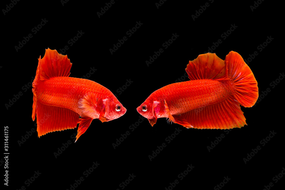 Isolate red fighting fish on black background. Isolate red fighting fish on black background.