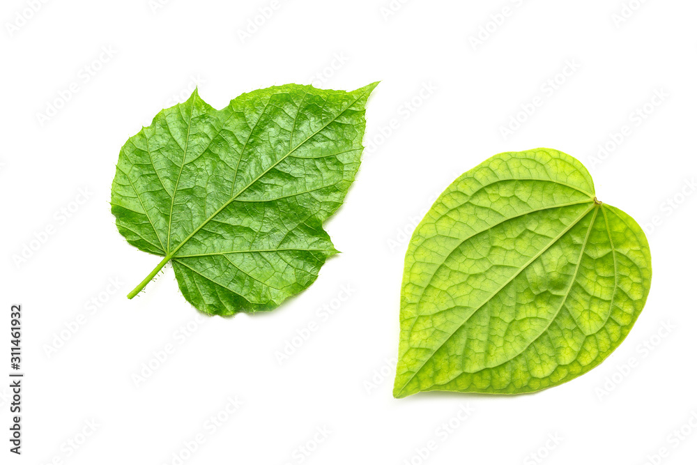 Green leaf texture isolated on white Green leaf texture isolated on white