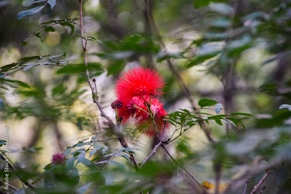 Phoenix Flower 凤凰花 Stock Photo Adobe Stock