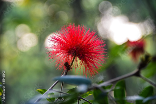 Phoenix flower 凤凰花