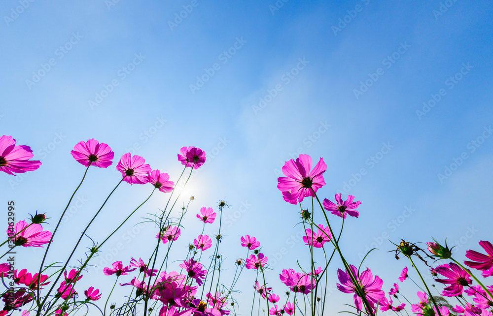 Beautiful pink cosmos with sun light on blue sky background, Beautiful pink cosmos with sun light on blue sky background,