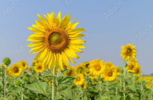 Beautiful sunflower  on blue sky background 