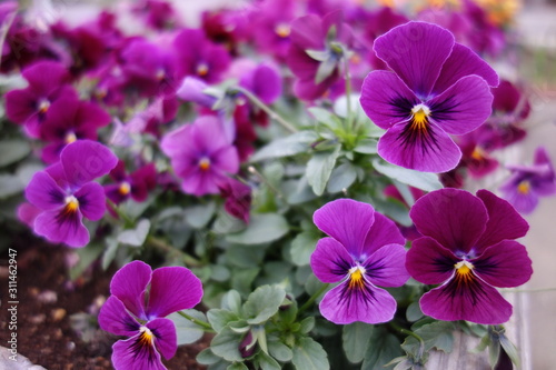 冬に咲いた紫のパンジーの花