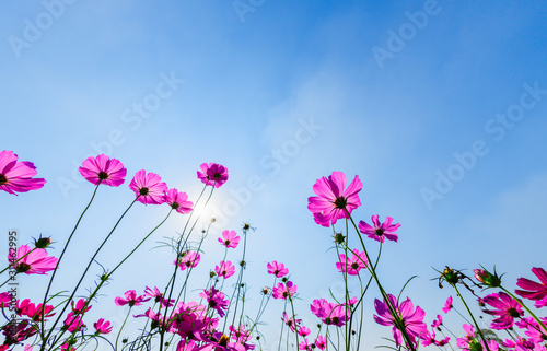 Beautiful pink cosmos with sun light on blue sky background,