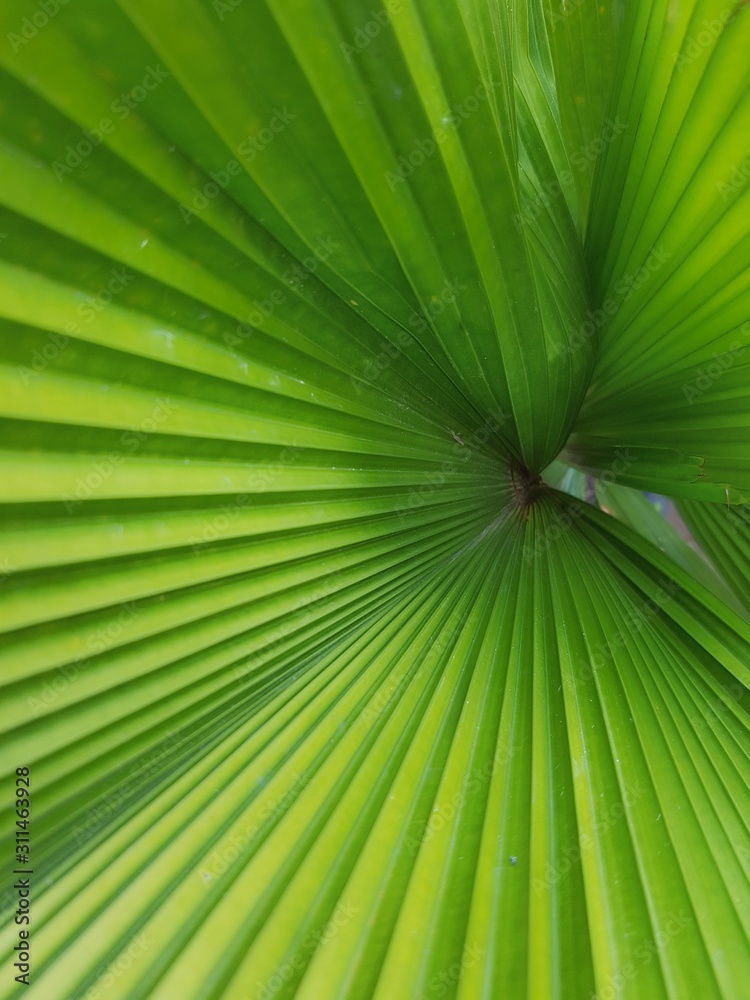 green leaf pattern texture background. green leaf pattern texture background.