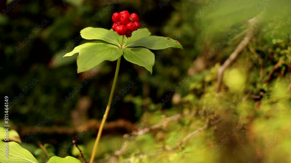 Red berries in a coniferous forest in Canada. Red berries in a coniferous forest in Canada.