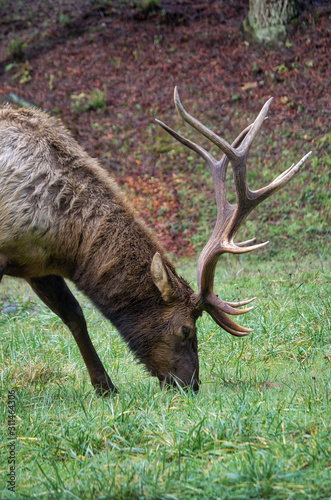 Close up shot of an Elk © Cameron