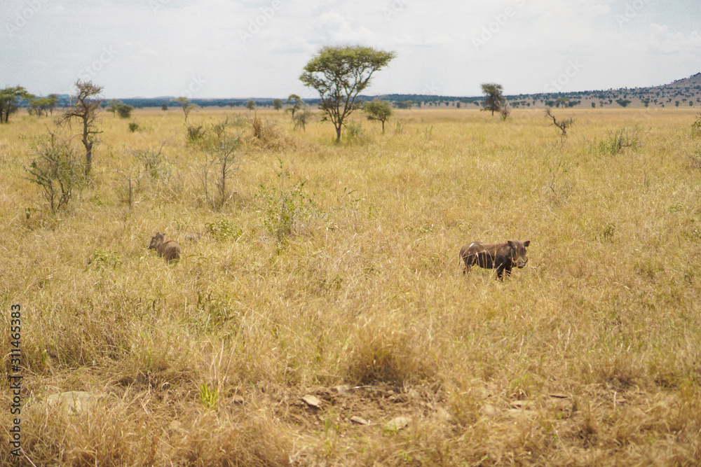 The boar in the Savana grassland has trees and grass.