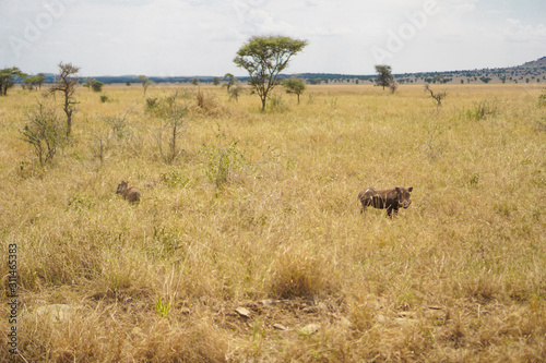 Fototapeta Naklejka Na Ścianę i Meble -  The boar in the Savana grassland has trees and grass.