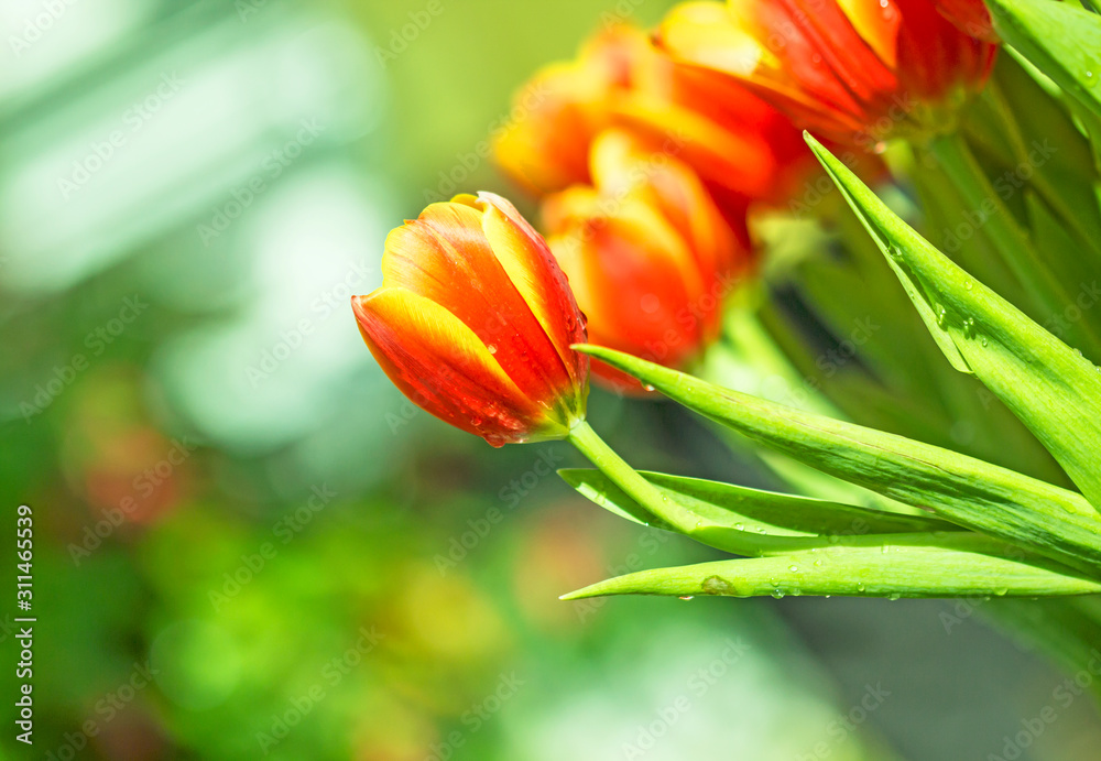 Naklejka premium Tulips