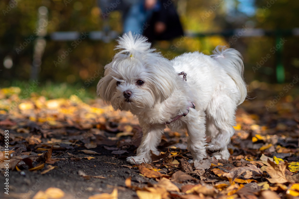 マルチーズ Bichon Maltese dog