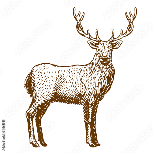 deer vector illustration