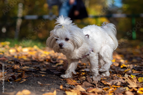 マルチーズ Bichon Maltese dog