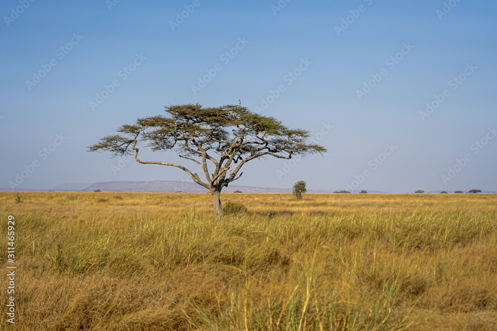 Golden meadows in the savanna fields, bright sky.trees in the middle of the field.With 1 tree in the meadow