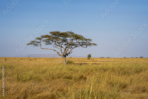 Golden meadows in the savanna fields  bright sky.trees in the middle of the field.With 1 tree in the meadow