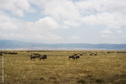 The buffalo in Savana grassland has trees and grass.