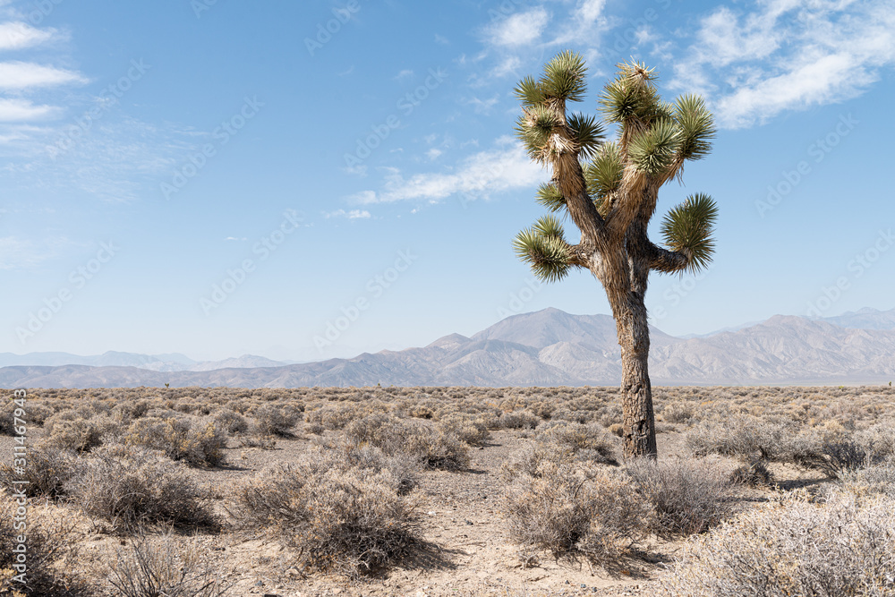 Joshua tree in the desert with mountains i a background Joshua tree in the desert with mountains i a background