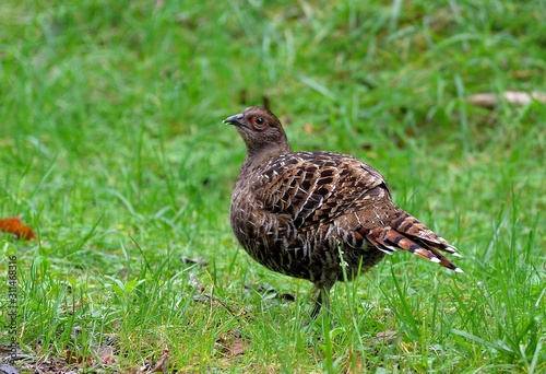 Mikado pheasant (Syrmaticus mikado) female