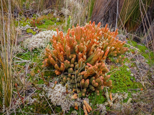 During the rainy season, the Cajas National Park moor a very primitive plant, Red Licopodium. photo