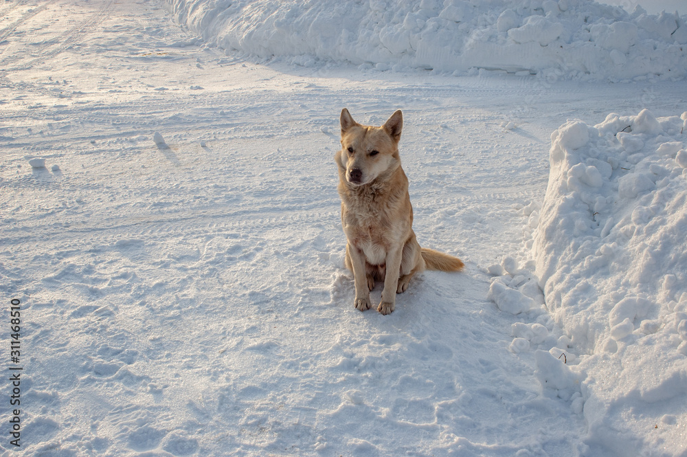red dog sits in the snow, winter snowy road red dog sits in the snow, winter snowy road