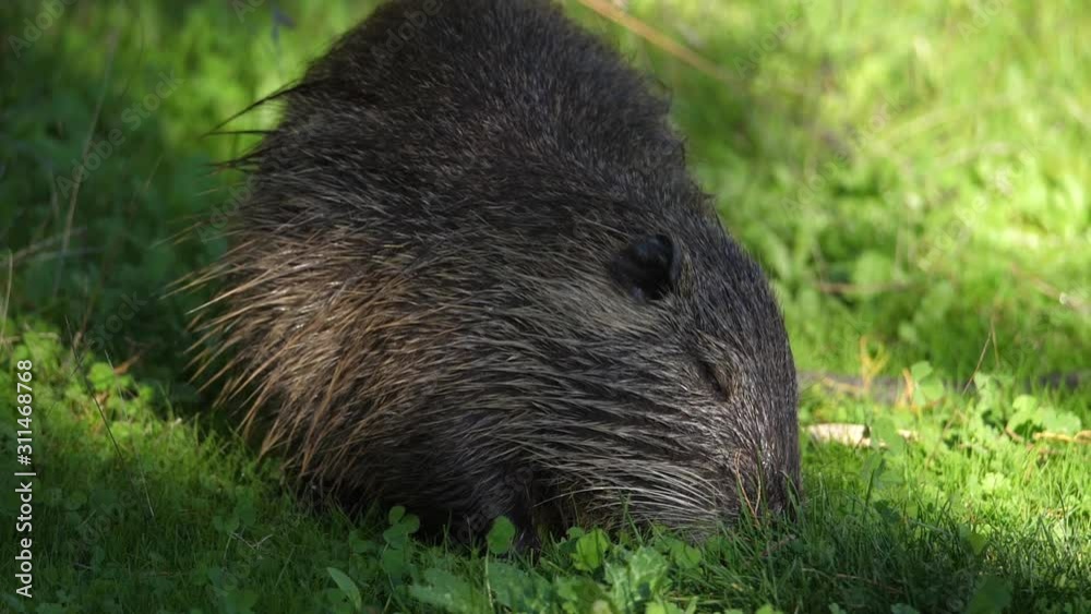 Coypu, Myocastor coypus, Camargue, Occitanie, France Coypu, Myocastor coypus, Camargue, Occitanie, France