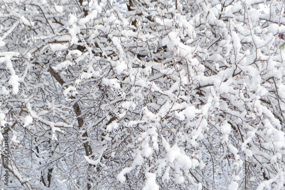 background of white fluffy snow on the branches of trees background of white fluffy snow on the branches of trees