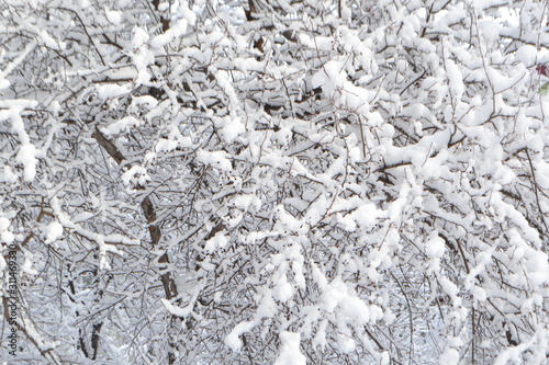 background of white fluffy snow on the branches of trees