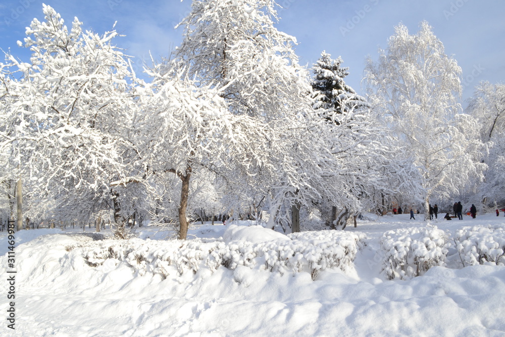 background of the dropped white fluffy snow on the branches of trees and shrubs the Park background of the dropped white fluffy snow on the branches of trees and shrubs the Park