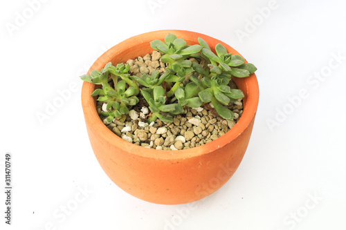 minimalist modern Natural green succulents cactus,in white flowerpot isolated on white background Collection of various cactus and succulent plants in different pots. Potted cactus house plants on whi
