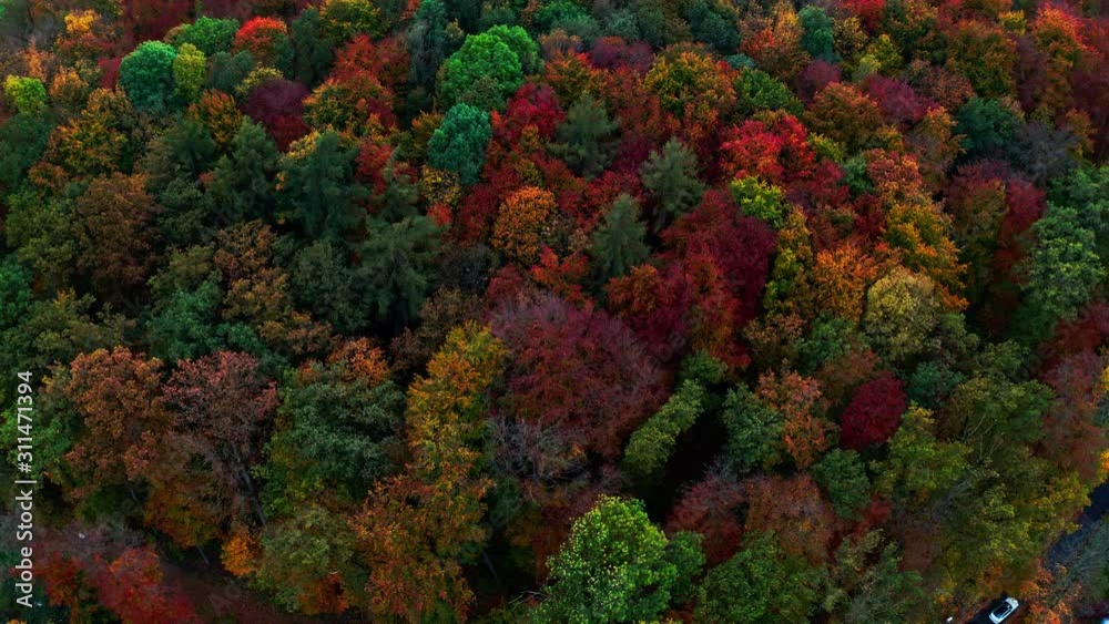 wonderful color changing trees from the sky