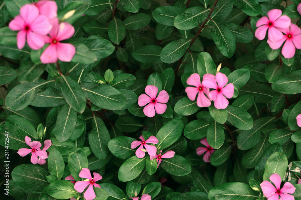Naklejka premium This pick flower we almost see in every garden in India Particularly in Tamil Nadu, why because it looks so beautiful and it has herbal and medicinal qualities. This flower also blooms in white color.