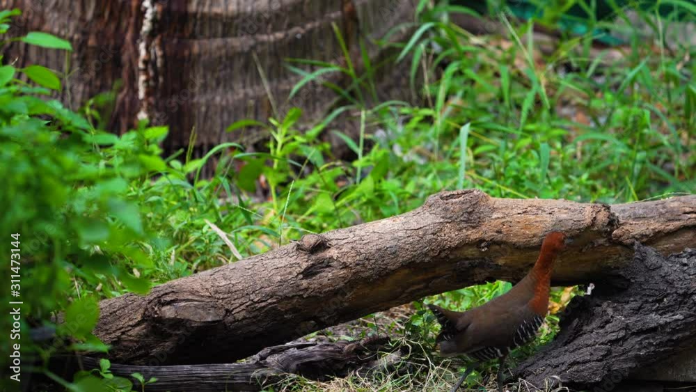 The slaty-legged crake or banded crake (Rallina eurizonoides) : Migratory birds come in winter or outside the breeding season. The slaty-legged crake or banded crake (Rallina eurizonoides) : Migratory birds come in winter or outside the breeding season.