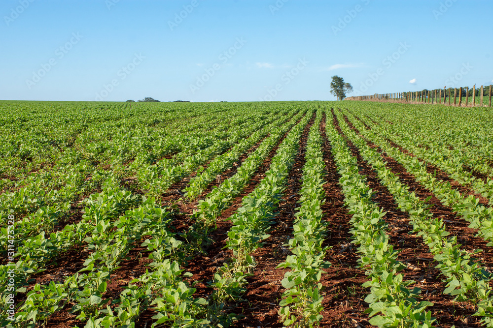 Soy plantation