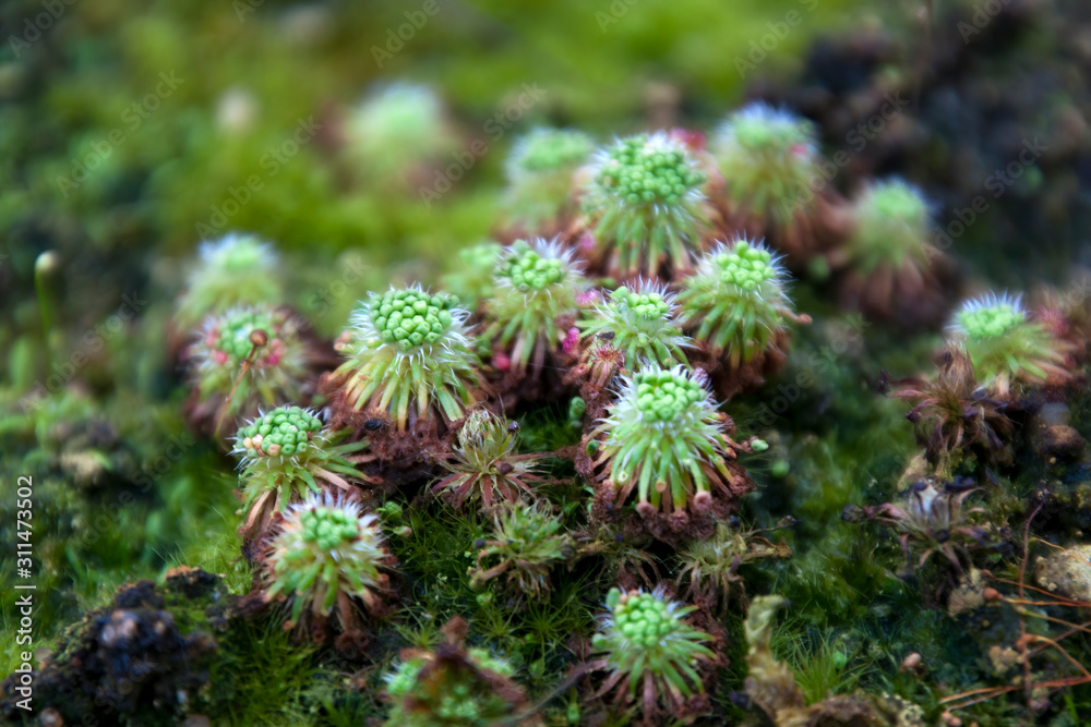 Sydney Australia, clump of pygmy drosera sundew plant Sydney Australia, clump of pygmy drosera sundew plant