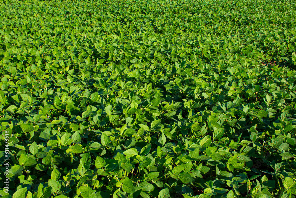 Soy plantation Soy plantation