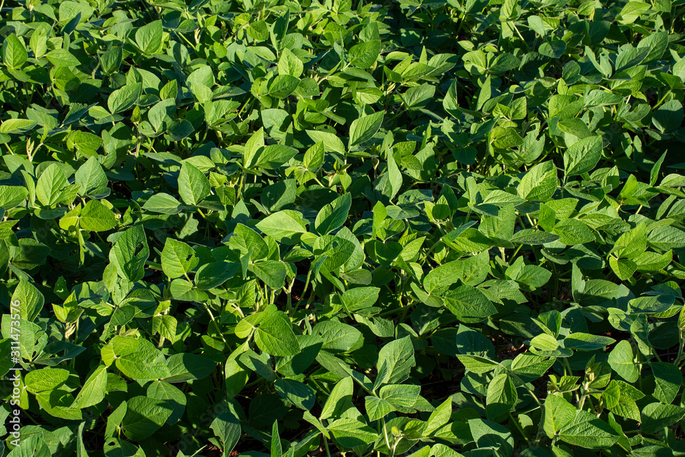 Soy plantation Soy plantation