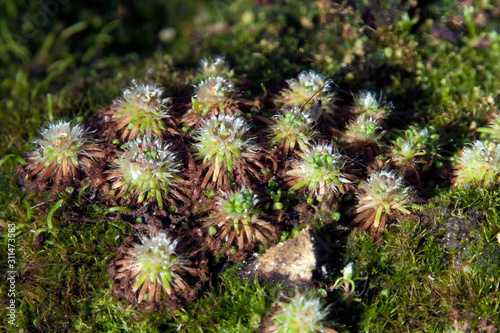 Sydney Australia  clump of  pygmy drosera sundew plants